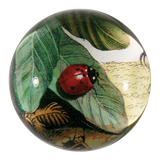 John Derian - Ladybug Dome Paperweight