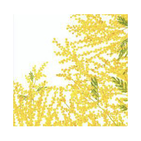 Mimosa Yellow Napkin - Set of 2